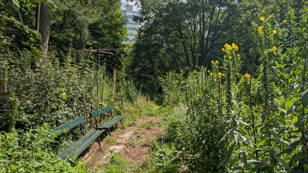 Foto van het voedselbos 't Volle Bos